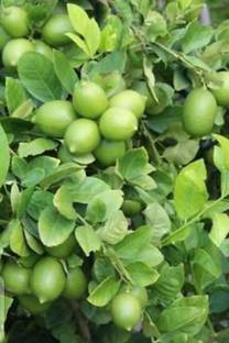 Tajplantshub Lemon Plant