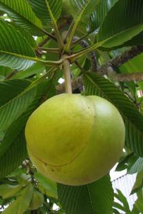 The Green Tree MART Elephant Apple Plant