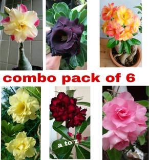 Cloud Farm Adenium Plant