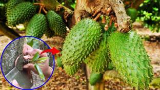 Oxygreenplant Custard Apple Plant