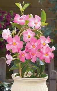 HIGH TECH FARM Mandevilla Plant