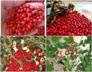 Gardeners Choice Red Sandalwood Plant