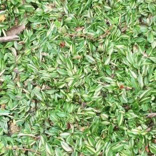 Hug A Plant Variegated Pearl Grass Plant