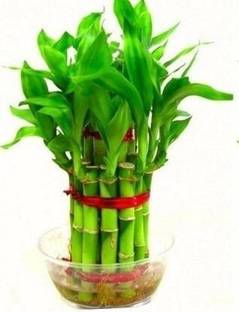 aaryason Two Layer Bamboo Plant