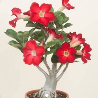 seva Desert plant