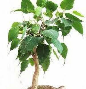 Guruji Plantation Japanese Maple Tree Bonsai Plant