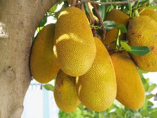 My Dream Nursery Jackfruit Plant Seed
