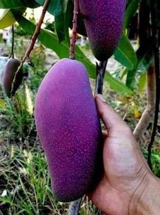 Cloud Farm Mango Plant