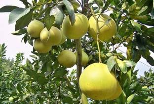 Exotic Plant Hub Grafted Thai Pomelo Plant