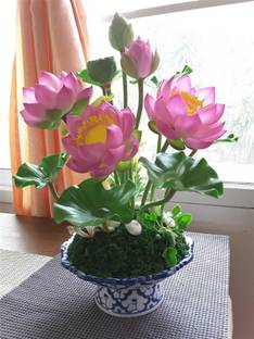 My Dream Nursery Lotus Plant