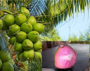 OIHOLO Coconut Plant