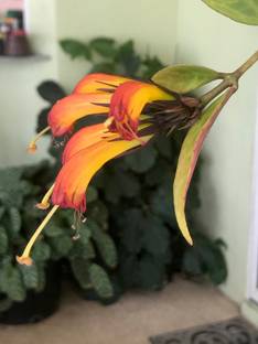 Platone Black Pagoda Lipstick Plant