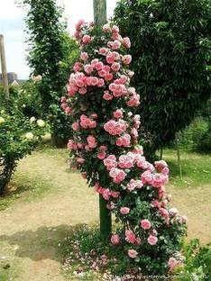 MAITRA AND SONS Rose Plant
