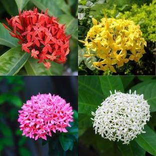Cloud Farm Trothic Ixora/Chethi Plant