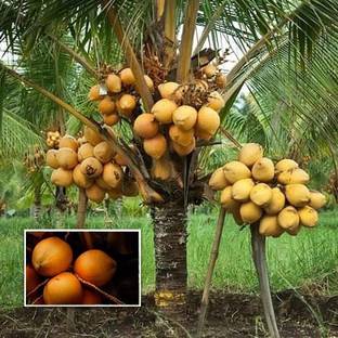 Earth Connect Coconut Plant