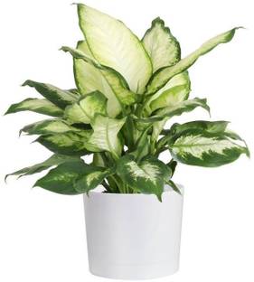 DIEFFENBACHIA Dieffenbachia Plant