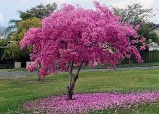 KUMUBON Tabebuia rosea