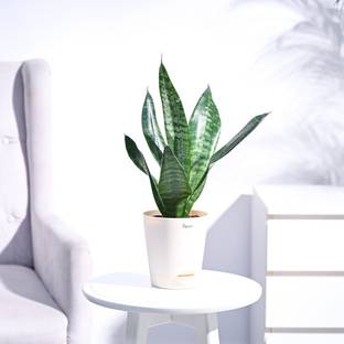KrishnaNursery Snake Plant