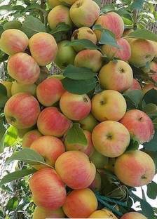 Samarthgreens Apple Plant