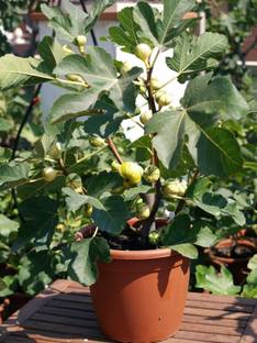 MAITRA AND SONS Gular/Cluster Fig Plant