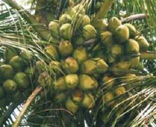 Tiptur Tall Coconut Plant