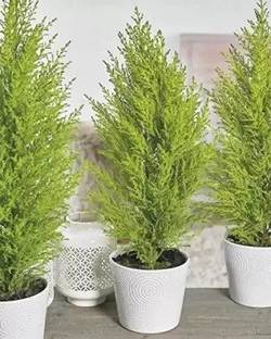 Cloud Farm Christmas Tree Plant