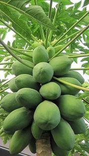 tojo Papaya Plant