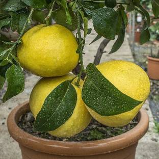 MAITRA AND SONS Lemon Plant