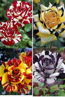 MAQINPLANTHOUSE Rose Plant