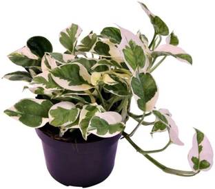 NurseryFriends Money Plant