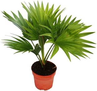 ONLINE PLANT BAZAR China Palm Plant