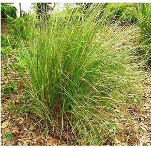 The Entacloo Heart Leaf Oxycardium Plant