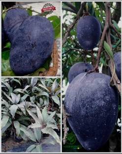 Cloud Farm Mangosteen Plant