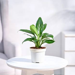 UGAOO Peace Lily Plant