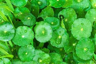 HavennAursery Centella Plant