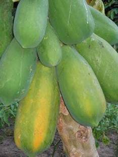 tojo Papaya Plant