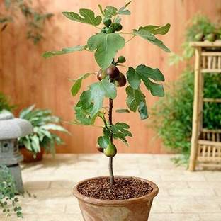 Cloud Farm Ficus Bonsai Plant
