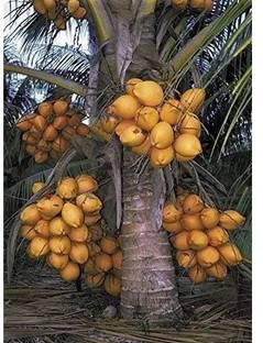 Grafted Malayan Yellow Dwarf Coconut Plant