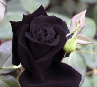 ROYAL NURSERY Rose Plant