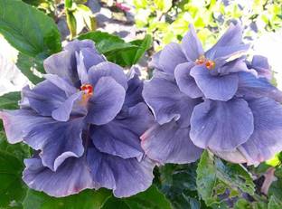 The Green Tree MART Hibiscus Plant