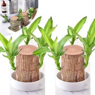 Cloud Farm Mini Brazalian wood Seed