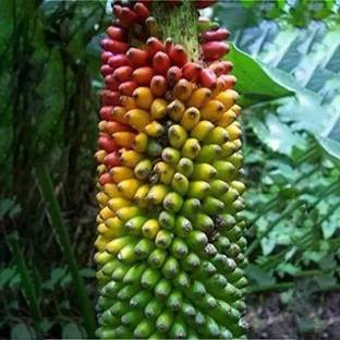 Cloud Farm Banana Plant