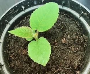 Cloud Farm Kiwi Plant