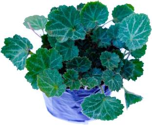 SVF Begonia Vanusta Plant