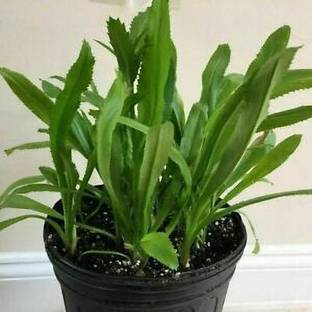 ABEFARIYA Coriander Plant, Coriander Plant
