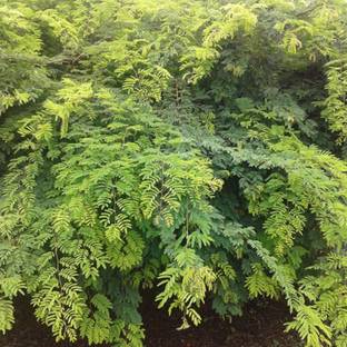 Hug A Plant Divi-Divi Plant