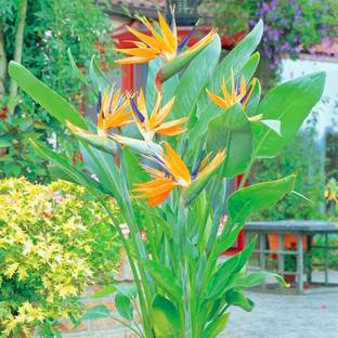 Plant Paradise Bird of Paradise Plant