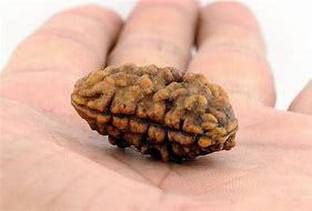 Cloud Farm Rudraksha Plant