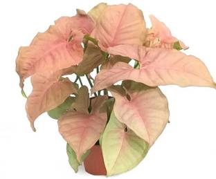 PlantStoreClub Pink Syngonium Plant
