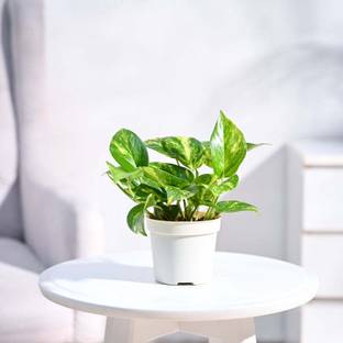 UGAOO Variegated Money Plant